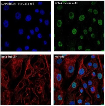 beta Tubulin TUBB Rabbit Monoclonal Antibody