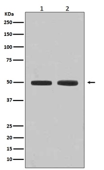 Flotillin 1/FLOT1 Rabbit Monoclonal Antibody