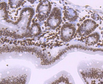 Histone H1.2 Rabbit Monoclonal Antibody