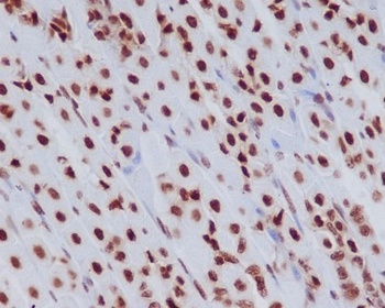 Histone H3.3 H3F3A/H3 Rabbit Monoclonal Antibody