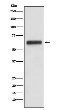 Human IgG3 IGHG3 Monoclonal Antibody