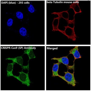 CRISPR-Cas9 SP/CRISPR Rabbit Monoclonal Antibody