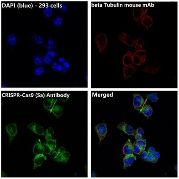 CRISPR-Cas9/CRISPR Rabbit Monoclonal Antibody