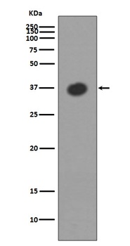 Maltose Binding Protein malE Rabbit Monoclonal Antibody