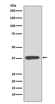 MBP Rabbit Monoclonal Antibody