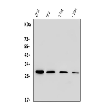 His Tag Mouse Monoclonal Antibody