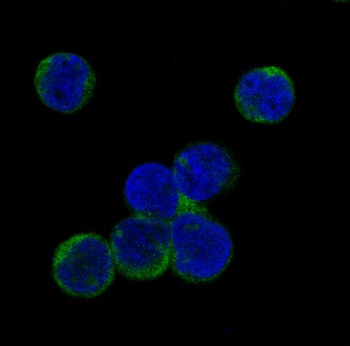 Phospho-JAK2 (Y1007 + Y1008) Monoclonal Antibody