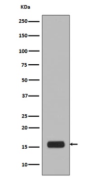 Phospho-Histone H2A.X H2AFX/H2A Rabbit Monoclonal Antibody