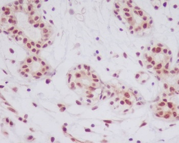 Phospho-JNK1/2/3 MAPK8/JNK1 Rabbit Monoclonal Antibody