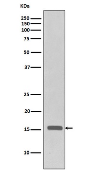 Phospho-Histone H3 (T3) H3F3A Monoclonal Antibody