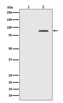 Phospho-STAT3 (Y705) Rabbit Monoclonal Antibody