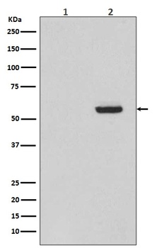 Phospho-Tau MAPT Rabbit Monoclonal Antibody