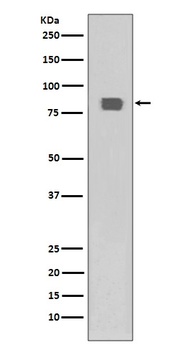 Phospho-HSF1/HSF1 Rabbit Monoclonal Antibody