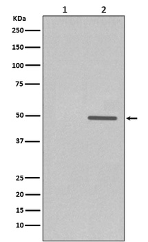 Phospho-Cyclin E1 CCNE1 Rabbit Monoclonal Antibody