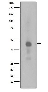 Phospho-Creb (S133) CREB1 Rabbit Monoclonal Antibody