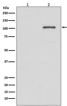 Phospho-IRE1 ERN1/IRE1 Rabbit Monoclonal Antibody
