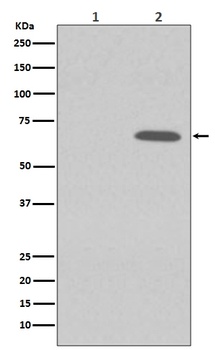 Phospho-AMPK alpha 1 PRKAA1/AMPK Rabbit Monoclonal Antibody