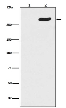Phospho-POLR2A (S5) Rabbit Monoclonal Antibody