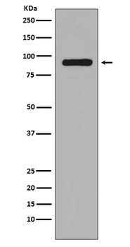 Phospho-RSK1 (S380) RPS6KA1 Rabbit Monoclonal Antibody