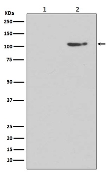 Phospho-GluR1 GRIA1 Rabbit Monoclonal Antibody