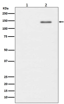 Phospho-SHIP INPP5D/SHIP Rabbit Monoclonal Antibody
