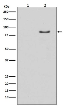 Phospho-HSL LIPE/HSL Rabbit Monoclonal Antibody