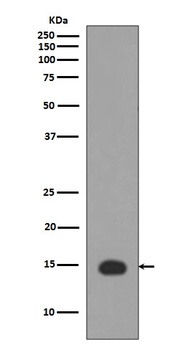 Histone H3 (acetyl K4) HIST1H3A Rabbit Monoclonal Antibody