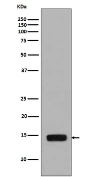 Phospho-Histone H2A HIST1H2AB Rabbit Monoclonal Antibody