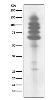 Phospho-Tyrosine Rabbit Monoclonal Antibody