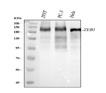 AREB6/ZEB1 Antibody