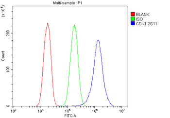 CDK1 Antibody (monoclonal, 2G11)