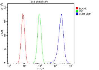 CDK1 Antibody (monoclonal, 2G11)