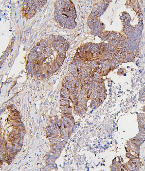 CDK1 Antibody (monoclonal, 2G11)