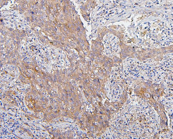 CDK1 Antibody (monoclonal, 2G11)