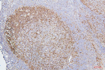 CDK1 Antibody (monoclonal, 2G11)