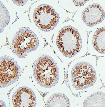 CDK1 Antibody (monoclonal, 2G11)