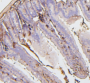 BAK/BAK1 Antibody (monoclonal, 4C2)