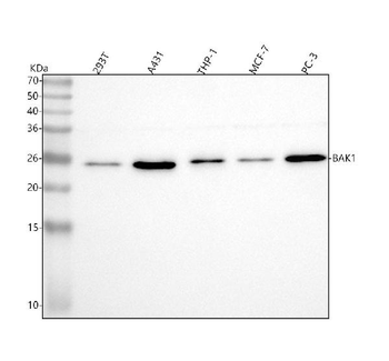 BAK/BAK1 Antibody (monoclonal, 4C2)