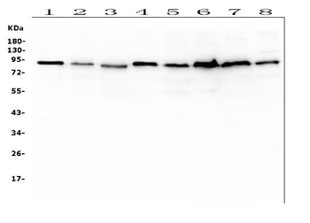 SAE2/UBA2 Antibody (monoclonal, 5H11)