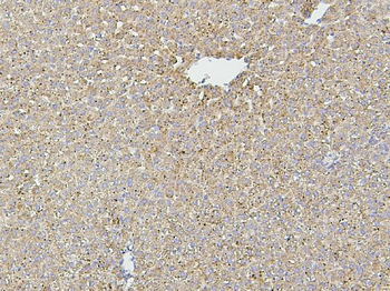 Hsp60/HSPD1 Antibody (monoclonal, 6G2)