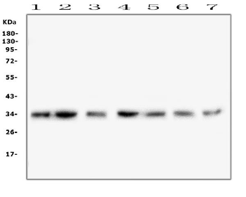 COPE Antibody (monoclonal, 9B6)