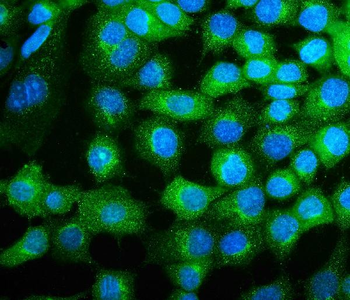 COPE Antibody (monoclonal, 9B6)