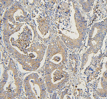COPE Antibody (monoclonal, 9B6)