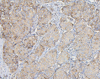COPE Antibody (monoclonal, 9B6)