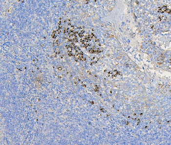COPE Antibody (monoclonal, 9B6)