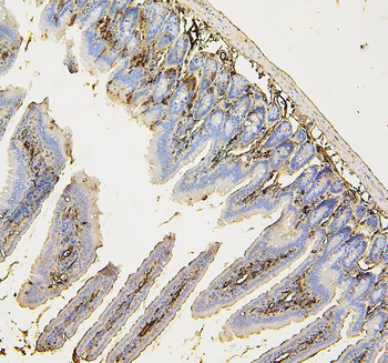 COPE Antibody (monoclonal, 9B6)