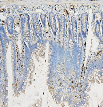 COPE Antibody (monoclonal, 9B6)