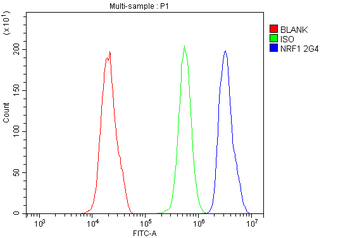 NRF1 Antibody (monoclonal, 2G4)