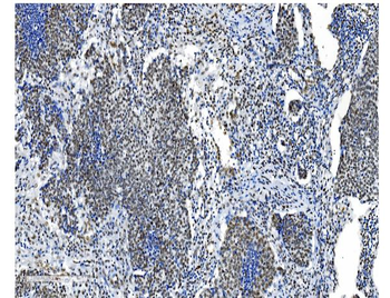 NRF1 Antibody (monoclonal, 2G4)