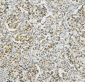 NRF1 Antibody (monoclonal, 2G4)